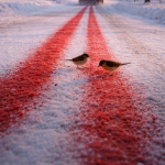 czerwona-sol-drogowa-w-szwecji